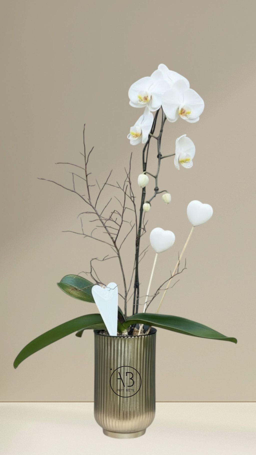Close-up of orchid blooms on a potted plant
